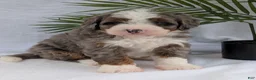 Mini Bernedoodle dogs for sale: Mini Darcy  - Ad 14