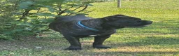 Cane Corso dogs for sale: Cane Corso Puppy 1 - Ad 2