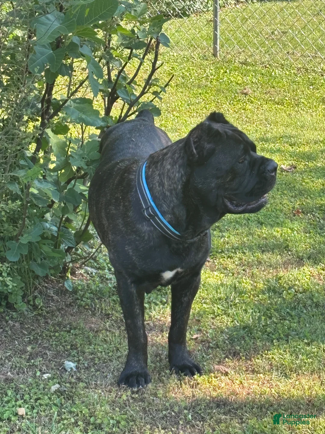 Cane Corso dogs for sale: Cane Corso Puppy 1 - Ad 2
