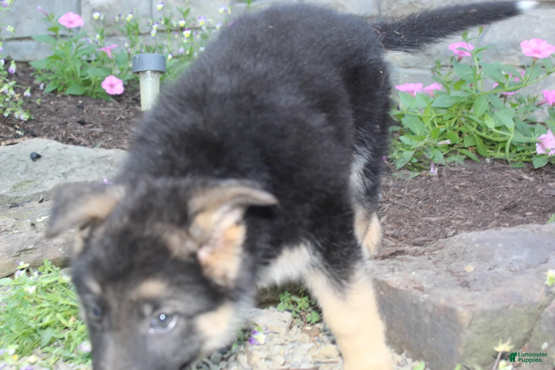 Australian Shepherd dogs for sale: Pistol  - Ad 9