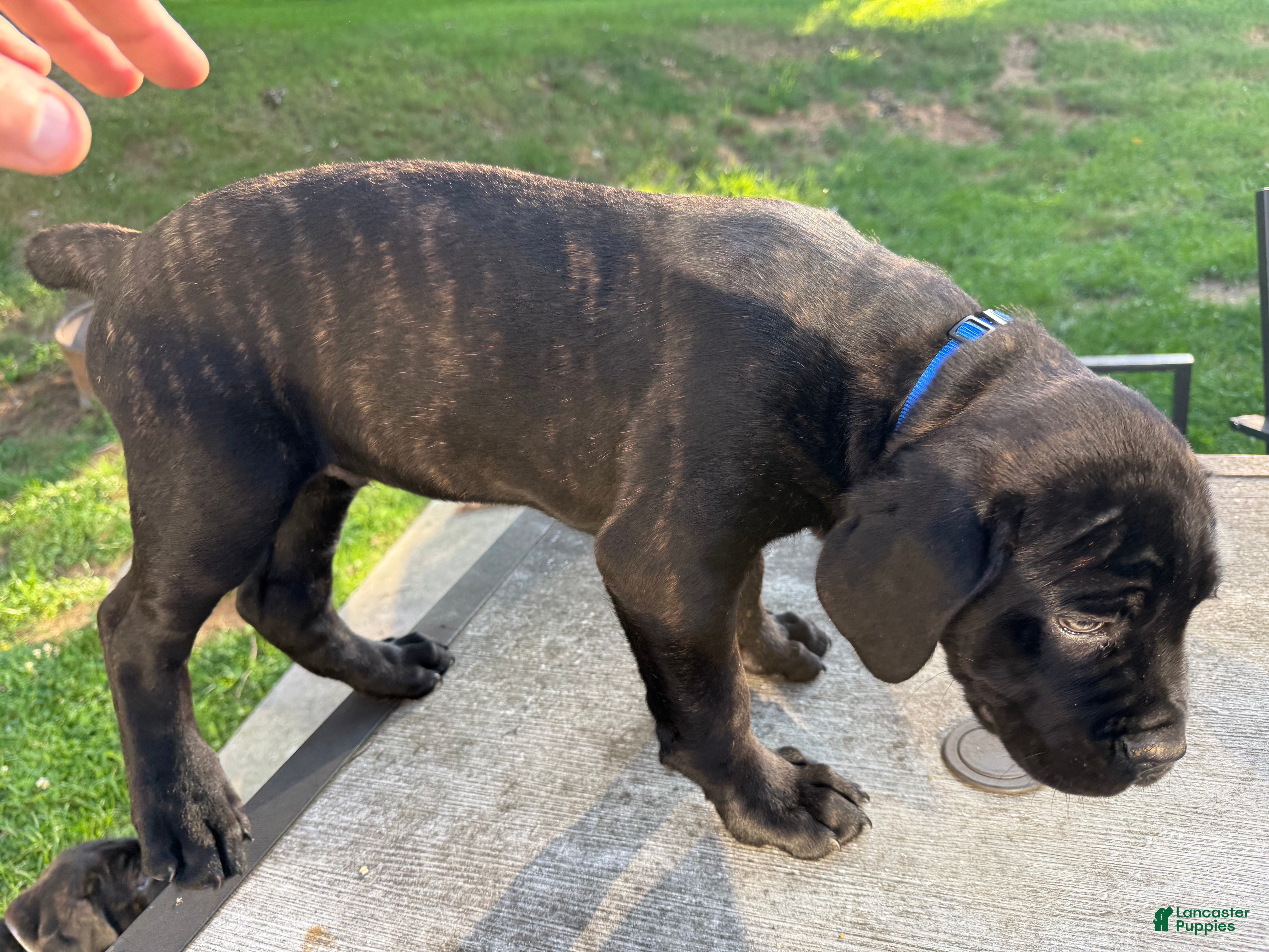 Cane Corso dogs Blue collar  - Ad 2