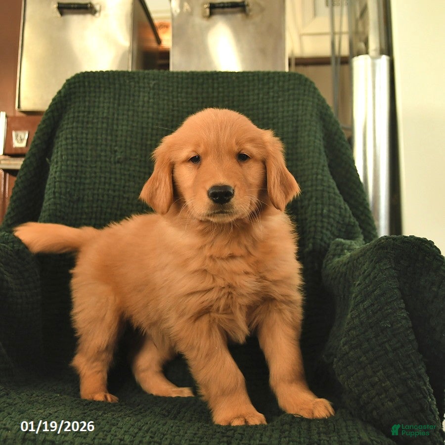 Golden Retriever dogs Ranger  - Ad 42