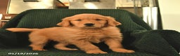 Golden Retriever dogs for sale: Ranger  - Ad 1