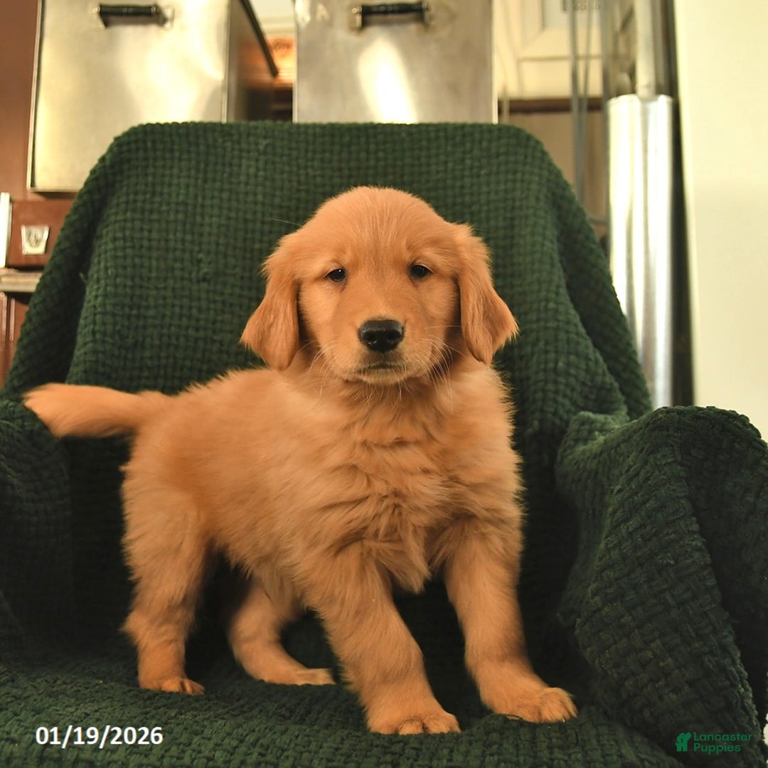 Golden Retriever dogs for sale: Ranger  - Ad 1