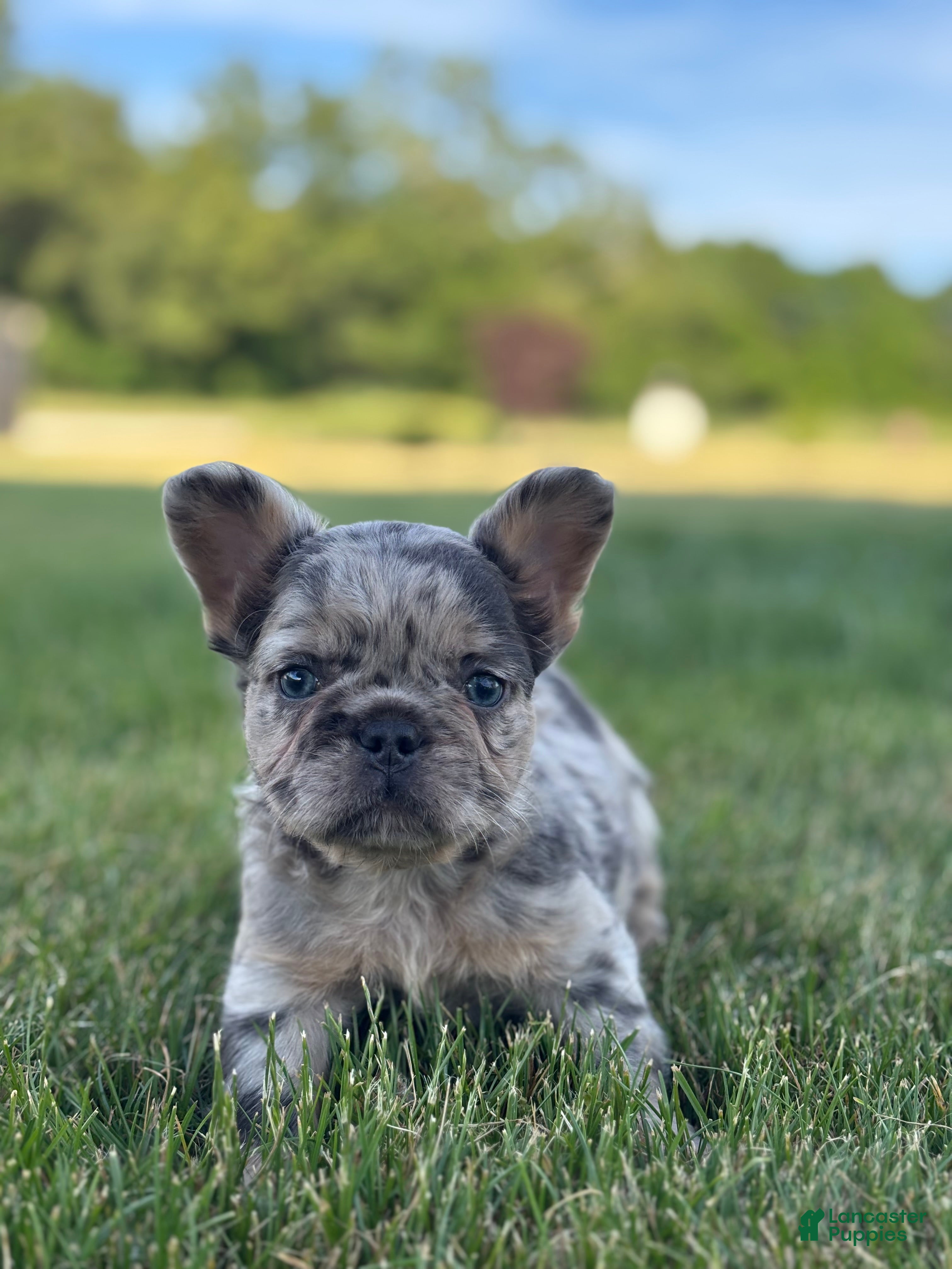 French Bulldog dogs for sale: Hazel Fluffy - Ad 3