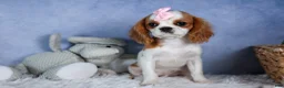 Cavalier King Charles Spaniel dogs for sale: Patsy - Ad 10