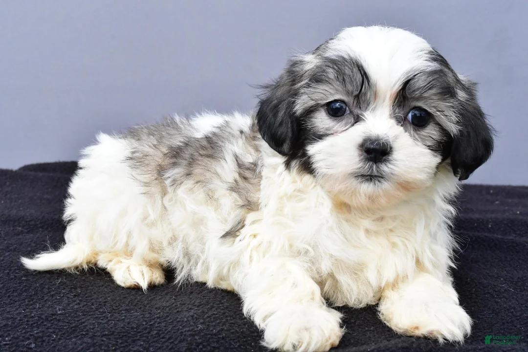 Malshi dogs for sale: Jade - Ad 2