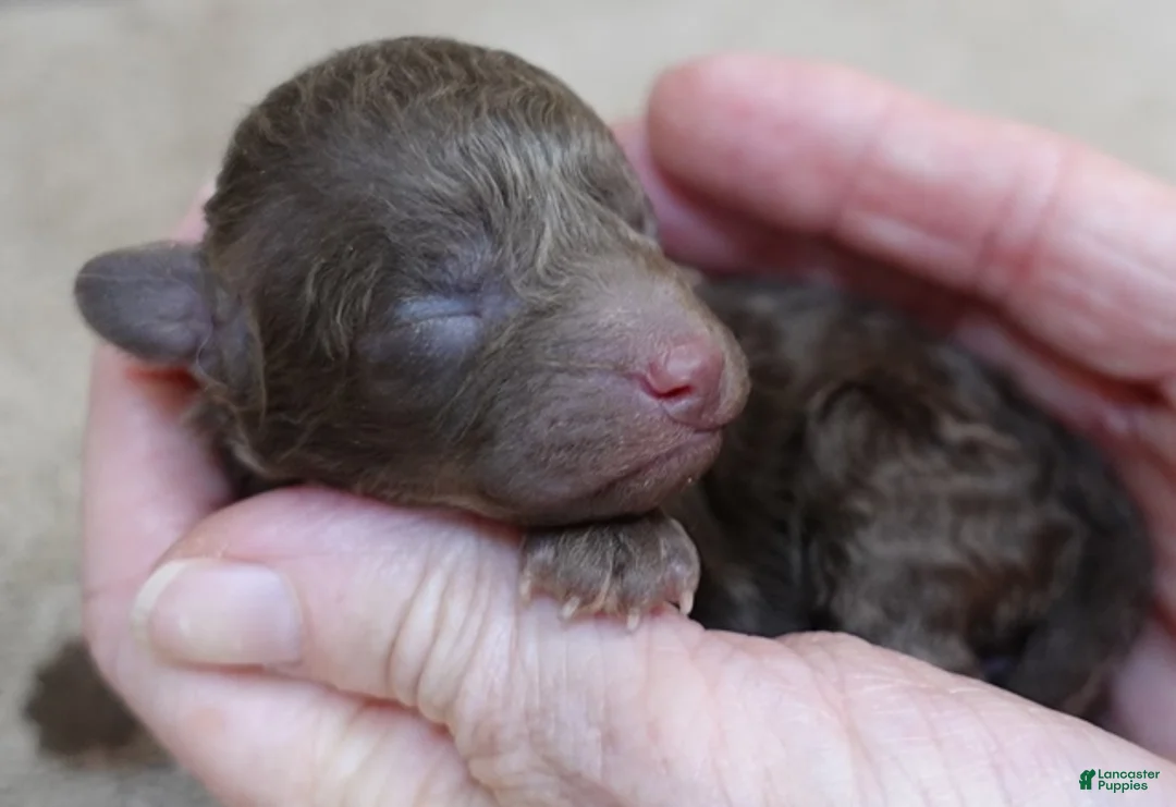 Toy Poodle dogs for sale: solid chocolate female poodle - Ad 4