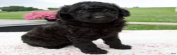 Aussiedoodle dogs for sale: Ace - Ad 1