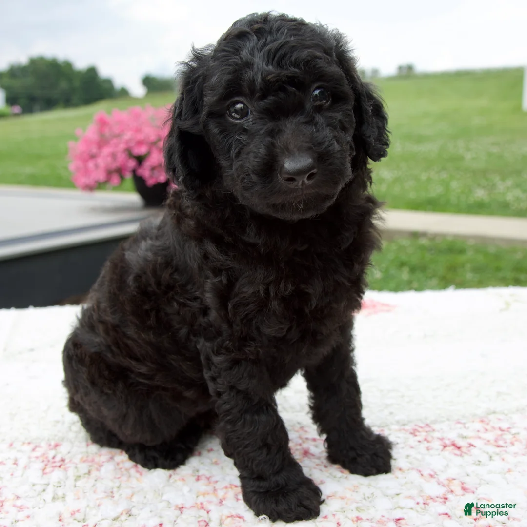 Aussiedoodle dogs for sale: Ace - Ad 1