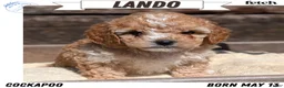 Cockapoo dogs for sale: Lando  - Ad 1