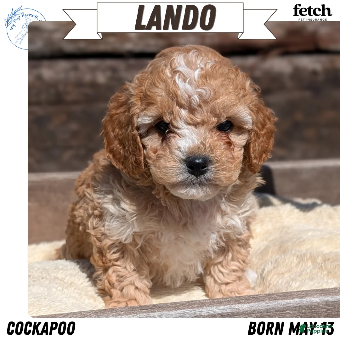 Cockapoo dogs for sale: Lando  - Ad 1