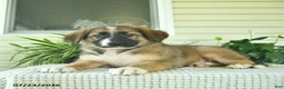 Mixed Breed dogs for sale: Rory  - Ad 4