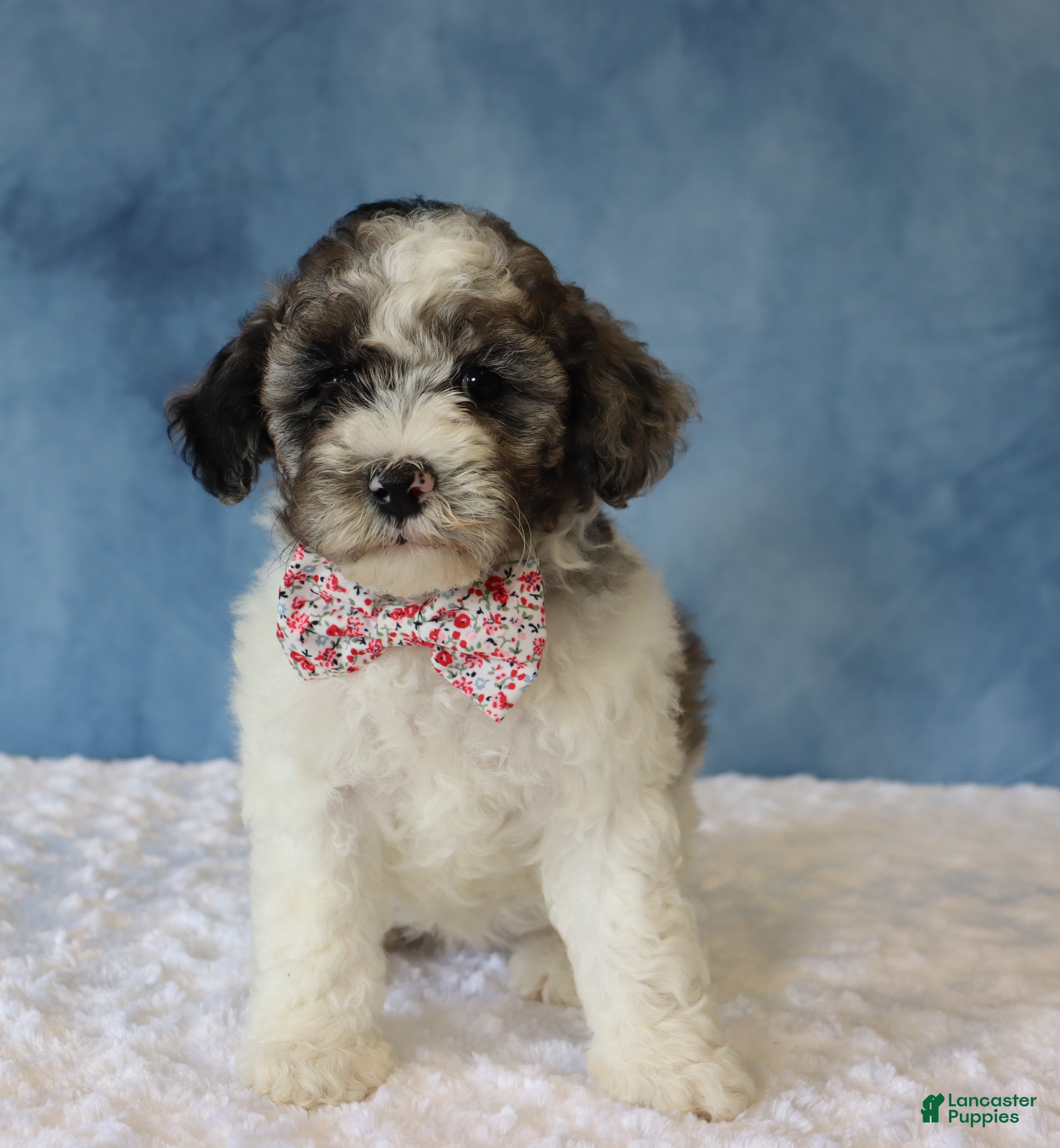 Mixed Breed dogs Sage - Ad 2