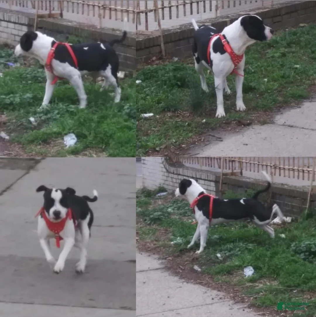 Gallery Image {{count}}