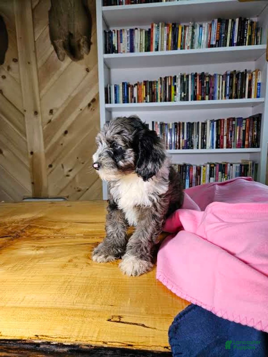 Mixed Breed dogs for sale: Ruby - Ad 3