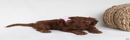 Cavapoo dogs for sale: Bailey - Ad 3