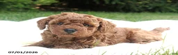 Miniature Poodle dogs for sale: Riley - Ad 5