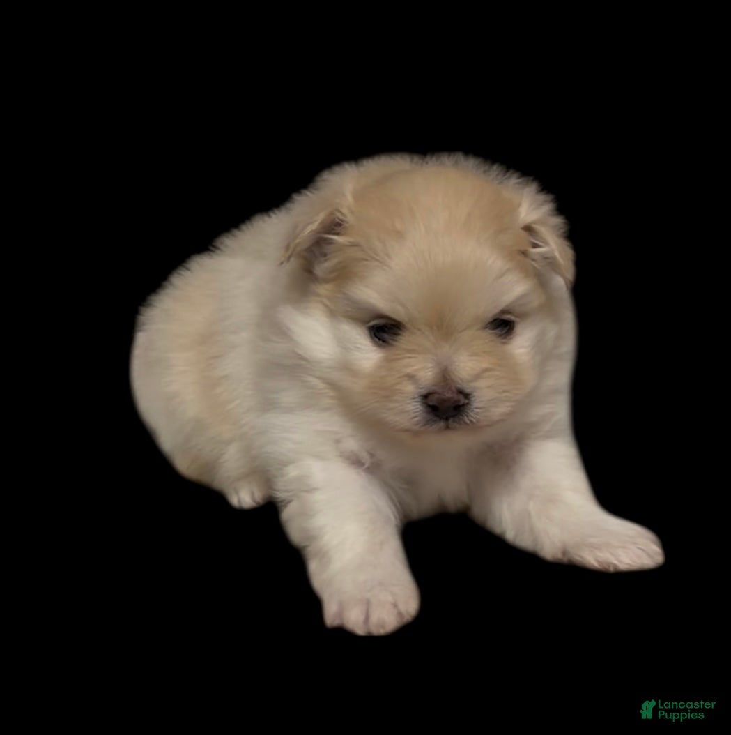 Pomeranian dogs Waffle - Ad 36
