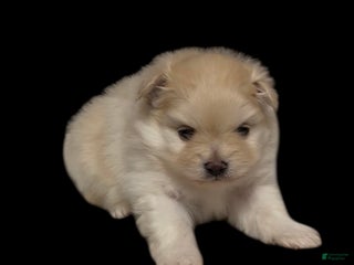 Pomeranian dogs Waffle - Ad 3