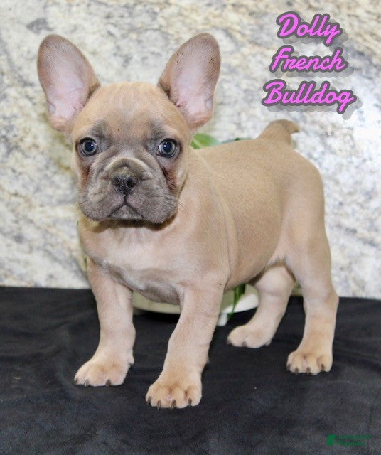 French Bulldog dogs Dolly - Ad 24