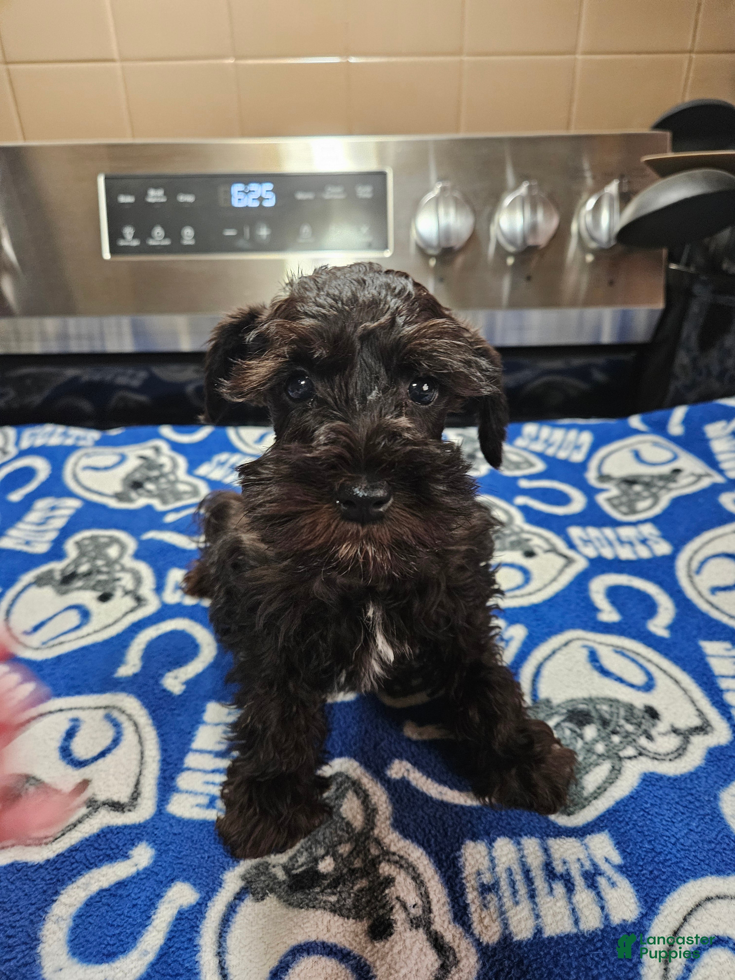 Miniature Schnauzer dogs Black male  - Ad 1