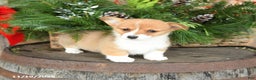 Welsh Corgi Pembroke dogs for sale: Angel - Ad 3
