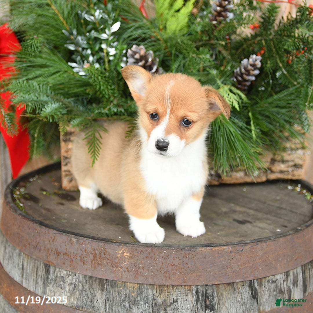 Welsh Corgi Pembroke dogs for sale: Angel - Ad 3