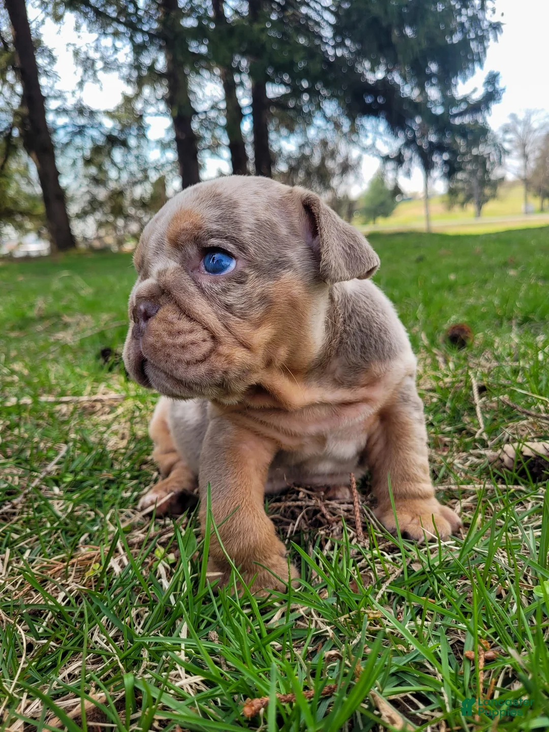 English Bulldog dogs for sale: Pebbles - Ad 1