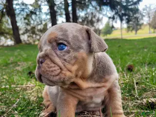 English Bulldog dogs for sale: Pebbles - Ad 2