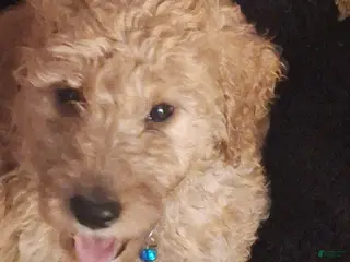 Goldendoodle dogs for sale: Goldendoodle Puppy 1 - Ad 4