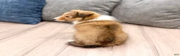 Shetland Sheepdog dogs for sale: Sadie - Ad 5