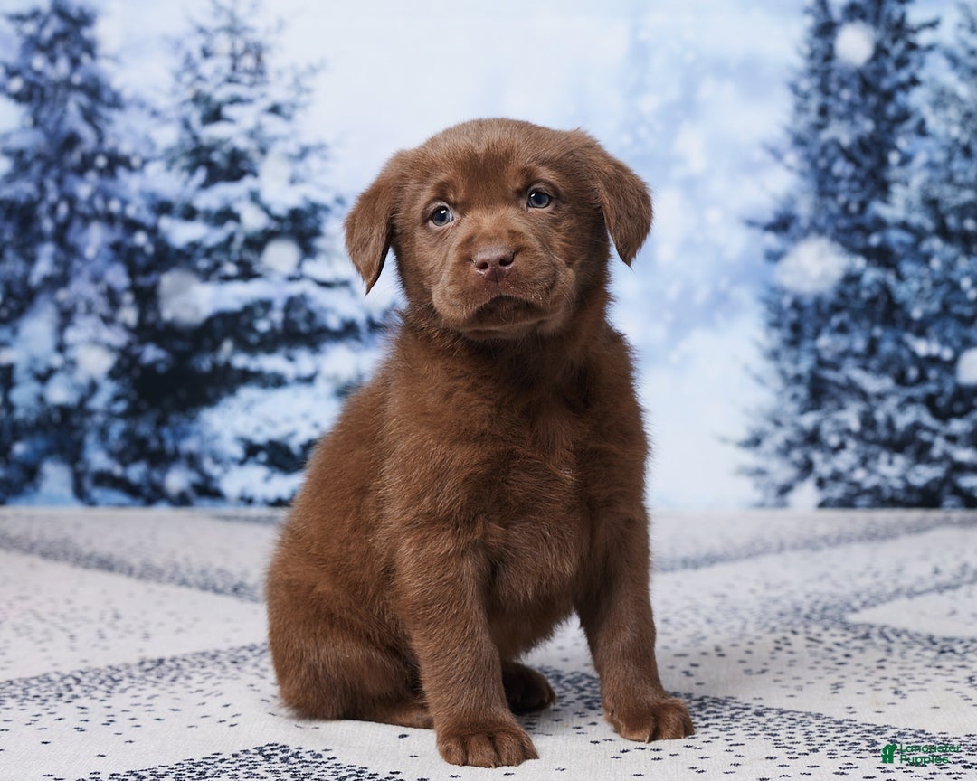 Labrador Retriever dogs for sale: Scout - Ad 3