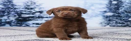Labrador Retriever dogs for sale: Rocky - Ad 7