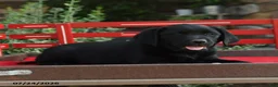 Labrador Retriever dogs for sale: Blossom - Ad 5