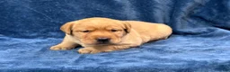 Labrador Retriever dogs for sale: Female #2 aka second born puo - Ad 3