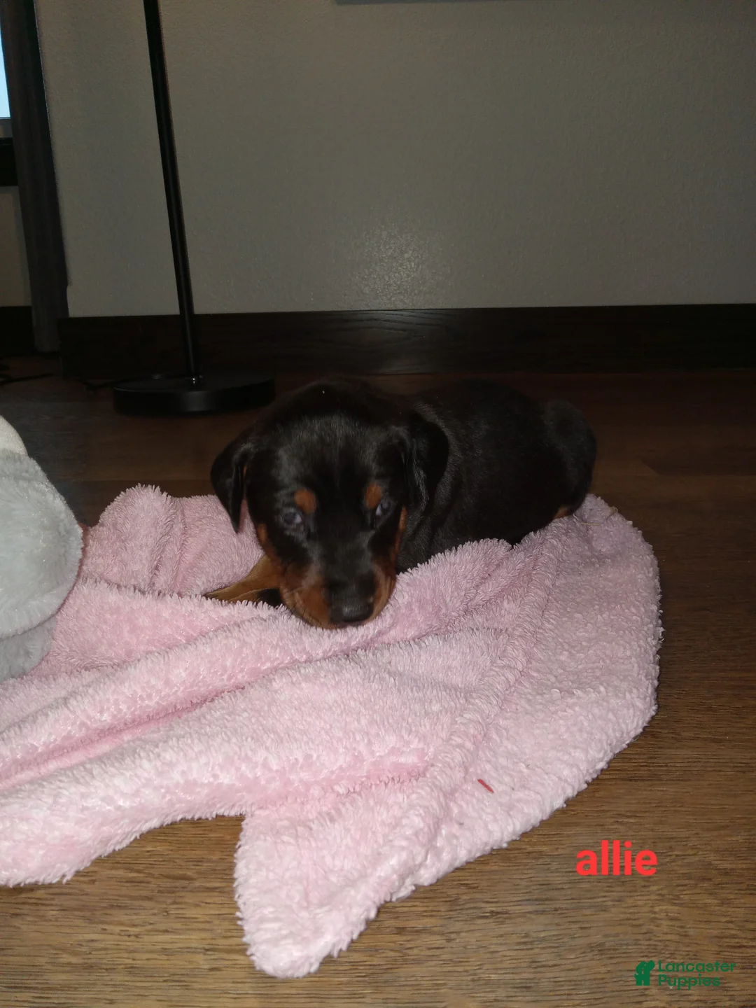 Doberman Pinscher dogs for sale: Allie - Ad 1