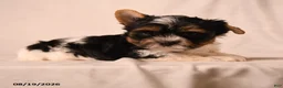 Biewer Terrier dogs for sale: Charlotte - Ad 3