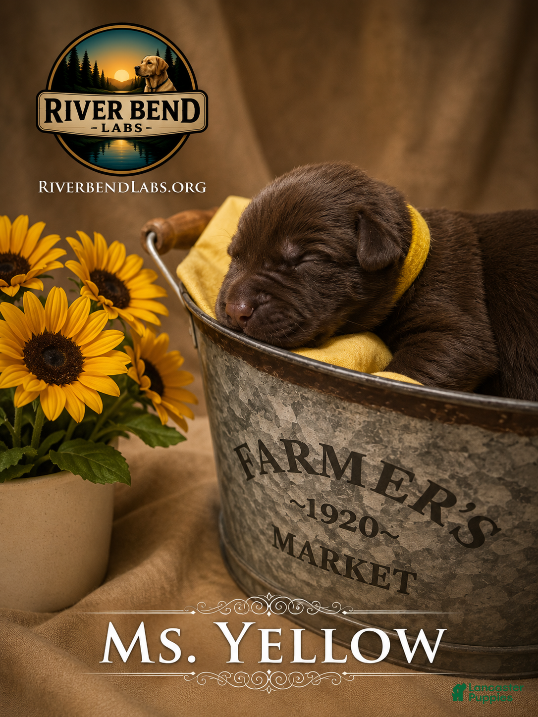 Labrador Retriever dogs Ms. Yellow - Ad 1