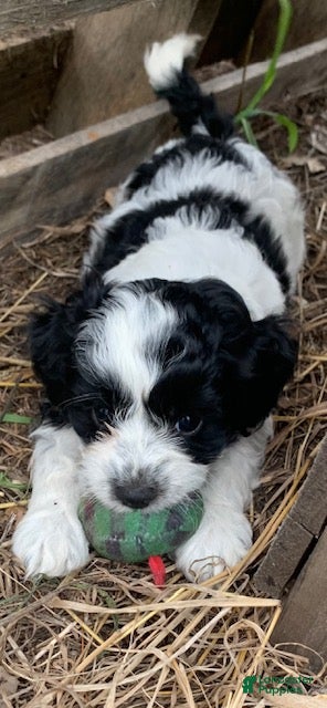 Cockapoo dogs for sale: Cockapoo 1 - Ad 3