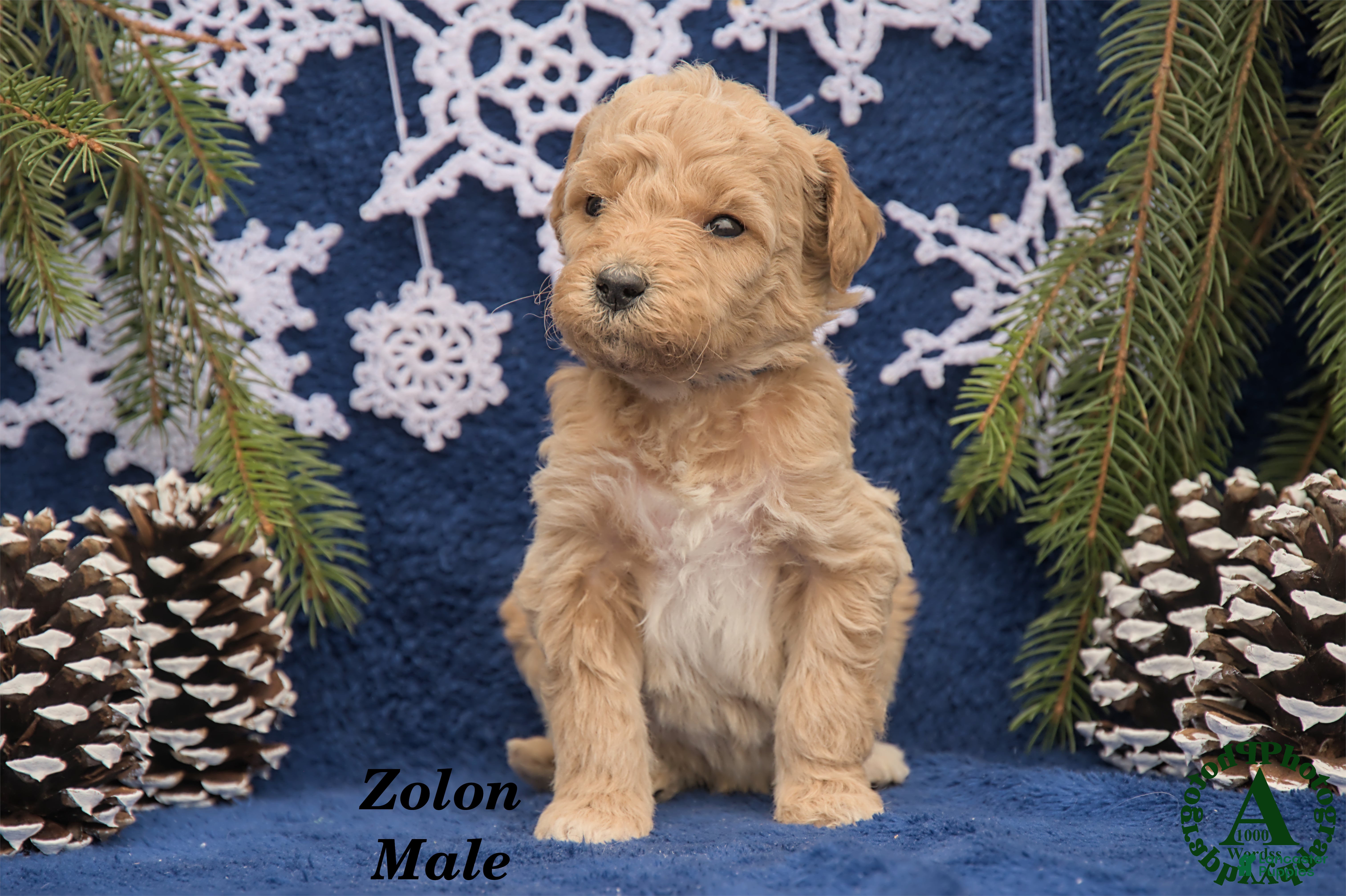 Mini Goldendoodle dogs Zolon - Ad 2
