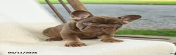 French Bulldog dogs for sale: Kona - Ad 5