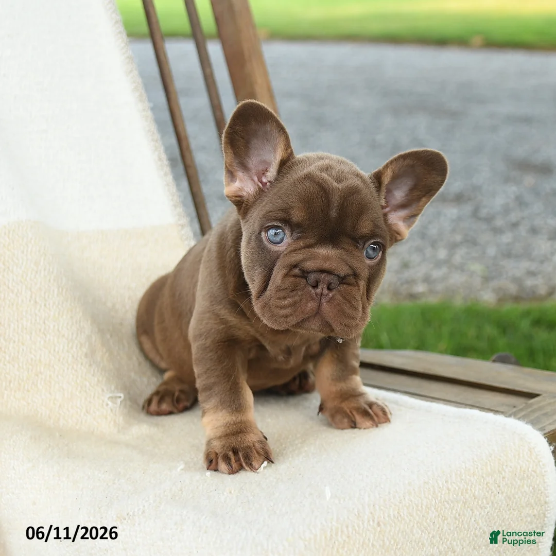 French Bulldog dogs for sale: Kona - Ad 5