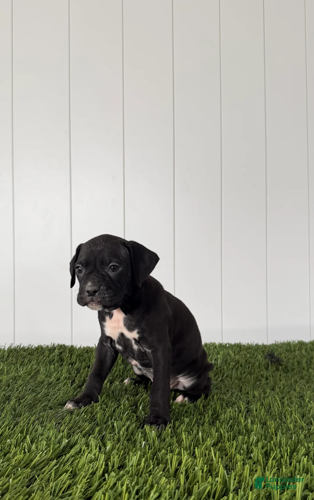 Boxer dogs for sale: Pace - Ad 2