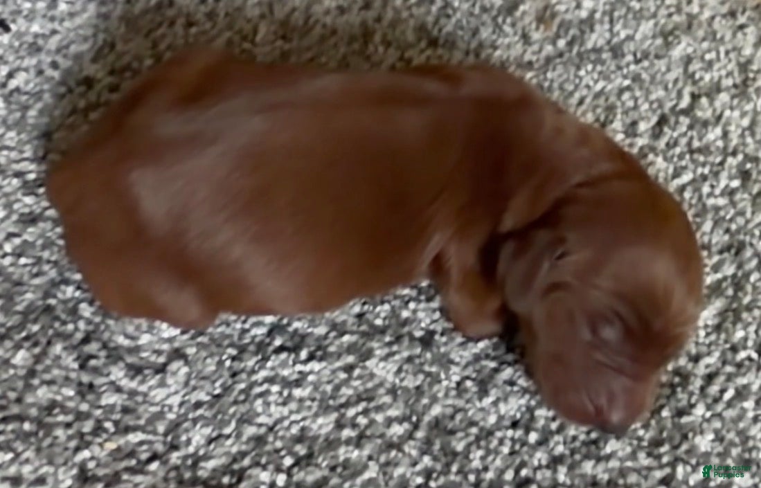 Irish Setter dogs Irish Setter 4 - Ad 19