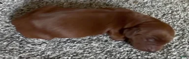 Irish Setter 4