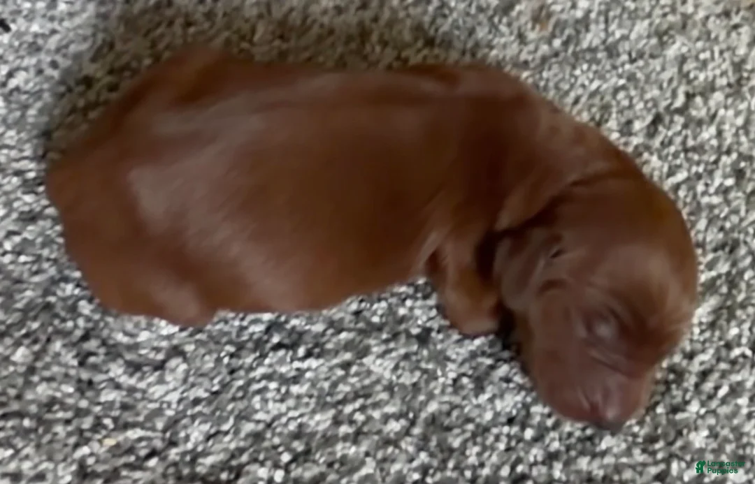 Irish Setter dogs for sale: Irish Setter 4 - Ad 1