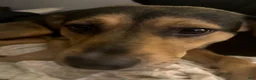 Mixed Breed dogs for sale: Oreo  - Ad 4