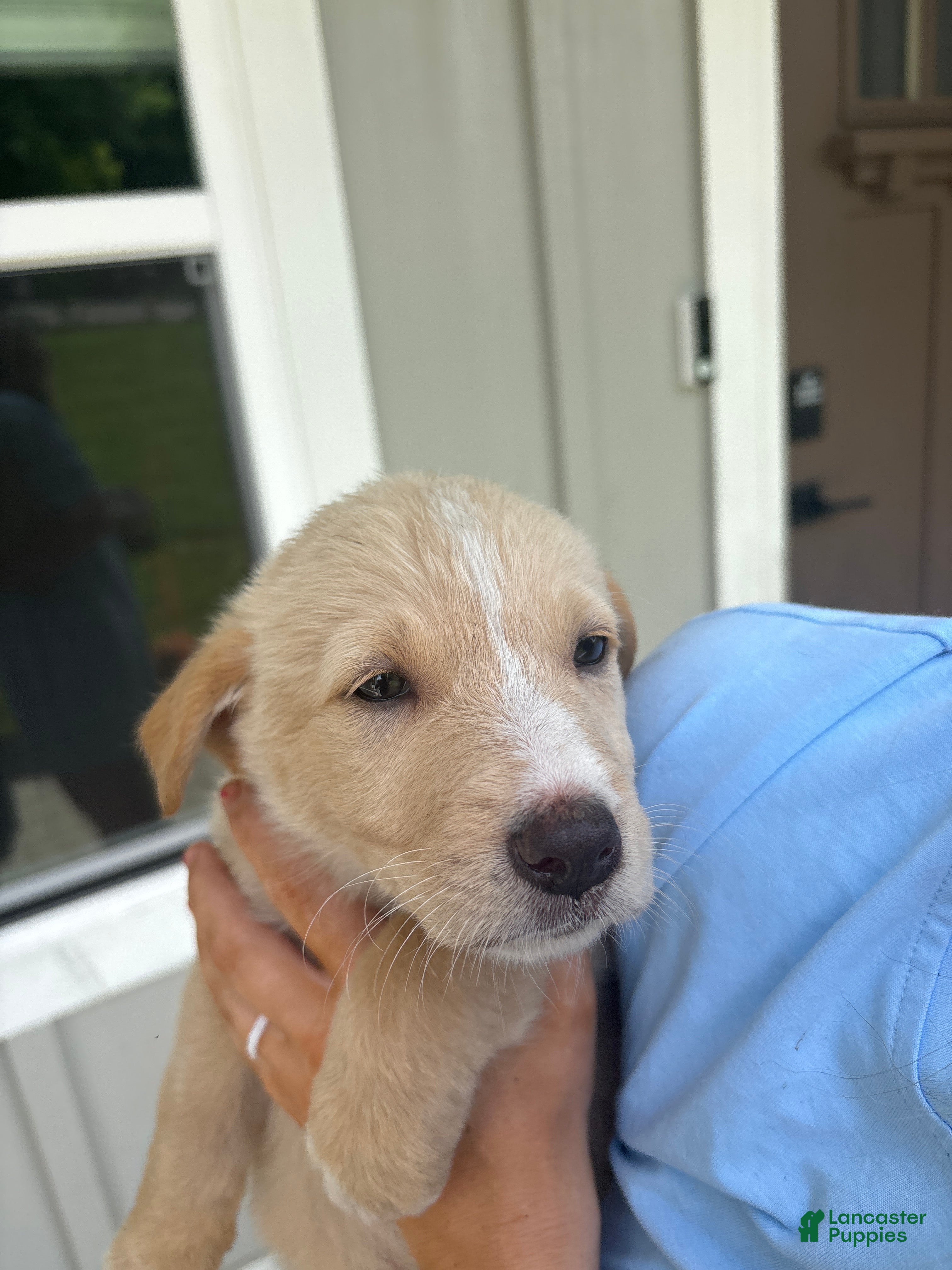Mixed Breed dogs Mixed Breed Puppy 2 - Ad 1
