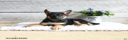 German Shepherd dogs for sale: Echo - Ad 2